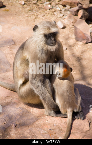 Grau-Languren Affen im Ranthambhore National Park, Rajasthan, Indien Stockfoto