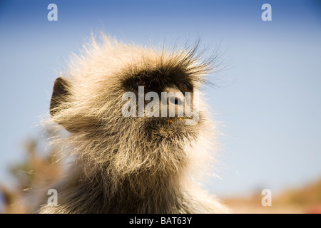 Grau-Languren Affen im Ranthambhore National Park, Rajasthan, Indien Stockfoto