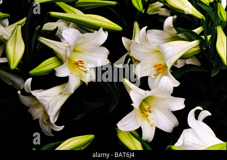 Osterlilien Stockfoto