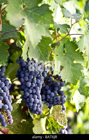 Cabernet-Sauvignon-Trauben am Rebstock Napa Kalifornien wächst Stockfoto