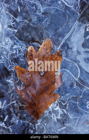 ein gefrorenes Blatt im Eis Stockfoto