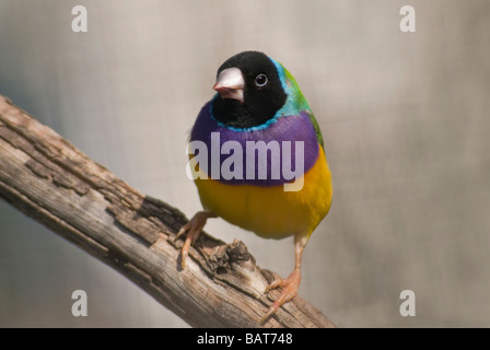 Prachtfinkenart Finch, "Erythrura Gouldiae", Männlich Stockfoto