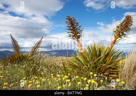 Speargrass oder Golden Spanier Blume Aciphylla Aurea Carrick Bereich Central Otago Neuseeland Südinsel Stockfoto