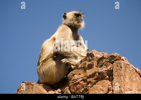 Grau-Languren Affen im Ranthambhore National Park, Rajasthan, Indien Stockfoto