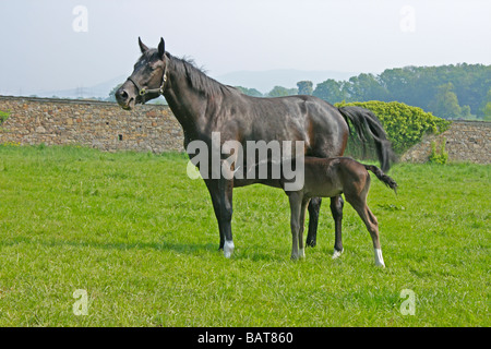 Stute und Fohlen auf einer Wiese Stockfoto