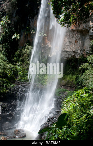 Purlingbrook Falls Springbrook National Park-Queensland-Australien Stockfoto