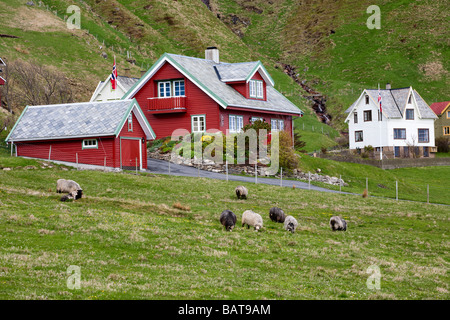 Schaf-Familie ruhen auf einer Wiese vor einem Haus in Norwegen Stockfoto