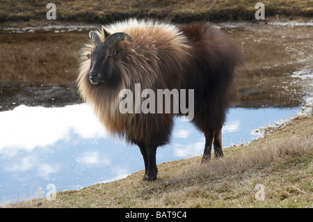 Männliche Tahr Hemitragus Jemlahicus Deer Park Heights Queenstown Neuseeland Südinsel Stockfoto