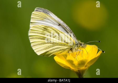 Grün-veined weiß Schmetterling Stockfoto