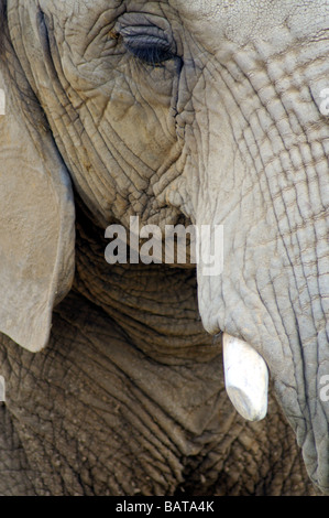 Elefant-Nahaufnahme Stockfoto