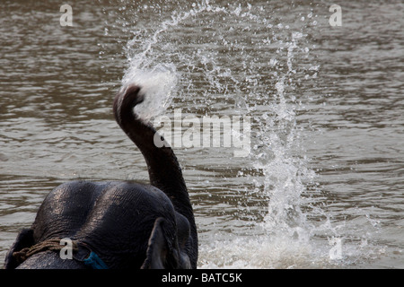 Asiatischer Elefant, Elephas Maximus Bad schwimmen im Fluss Spritzen Chitwan Naturschutzgebiet Nepal Asien horizontale 93324 Nepal-Elefanten Stockfoto