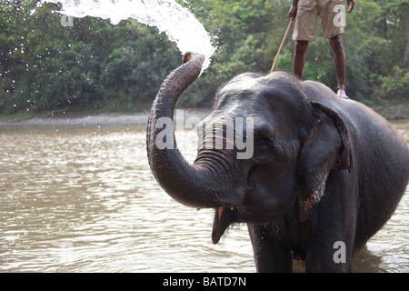 Asiatischer Elefant Elephas Maximus Stamm Rüssel Spritzen Wasser Chitwan Natur reservieren Nepal Asien horizontale 93343 Nepal-Elefant Stockfoto