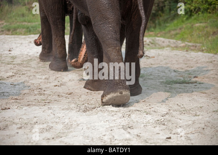 Asiatischer Elefant Elephas Maximus hautnah Beinen im Sand Staub. Chitwan Naturschutzgebiet Nepal Asien horizontale 93364 Nepal-Elefanten Stockfoto