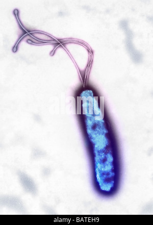 Helicobacter Pylori Bakterium, farbige Transmission Electron Schliffbild (TEM). Früher bekannt als Campylobacter Pyloridis. Stockfoto