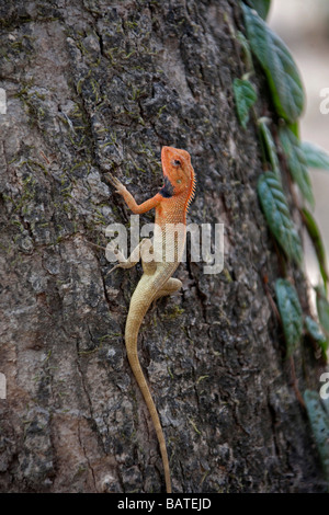 Orange Eidechse Eidechse Microlophus Lava Albemarlensis auf Baumstamm Chitwan National Park.Nepal Asien. Vertikale 93392 Nepal-Echse Stockfoto