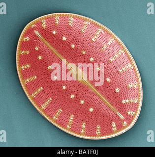 Diatomee. Farbige scanning Electron micrograph(SEM) von einer Diatomee (Coscinodiscus sp.). Stockfoto