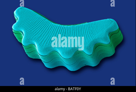Diatomee, farbige scanning Electron micrograph(SEM). Diatomeen sind eine große Gruppe von Eukaryoticalgae. Stockfoto