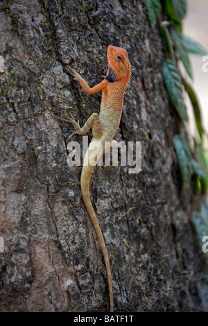 Orange Eidechse Eidechse Microlophus Lava Albemarlensis auf Baumstamm Chitwan National Park.Nepal Asien. Vertikale 93393 Nepal-Echse Stockfoto