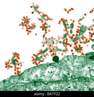 Influenza-Viren. Farbige Electronmicrograph Übertragung von Influenza (Grippe) Viren (rot) angehende aus einer Wirtszelle (grün) Stockfoto