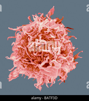 B-Zelle, farbige scanning Electron micrograph(SEM). B-Zellen sind eine Art von weißen Blutkörperchen immun Antwort beteiligt. Stockfoto