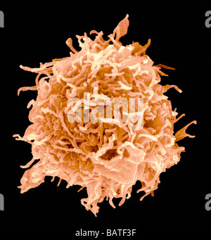 B-Zelle, farbige scanning Electron micrograph(SEM). B-Zellen sind eine Art von weißen Blutkörperchen immun Antwort beteiligt. Stockfoto