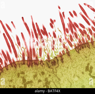 Nasale Futter. Transmission Electron Schliffbild (TEM) eines Abschnitts durch Cilien (rot) für epitheliale Auskleidung des nasopharyx Stockfoto