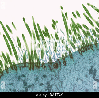 Nasale Futter. Transmission Electron Schliffbild (TEM) eines Abschnitts durch Cilien (rot) für epitheliale Auskleidung des nasopharyx Stockfoto