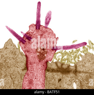 Geruchsrezeptoren. Farbige Übertragung Electronmicrograph eines Abschnitts durch Geruchsrezeptoren (Zilien) Stockfoto