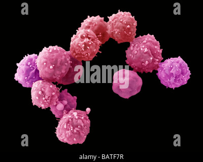 Embryonale Stammzellen (WSR), farbige Scanningelectron Schliffbild (SEM). WSR sind Pluripotent. Stockfoto