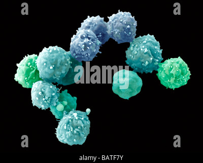 Embryonale Stammzellen (WSR), farbige Scanningelectron Schliffbild (SEM). WSR sind Pluripotent. Stockfoto