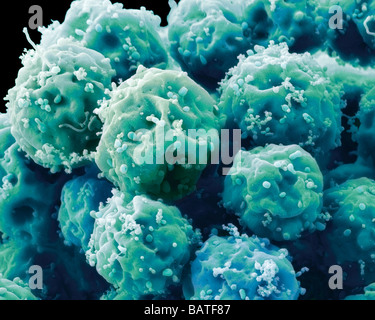 Embryonale Stammzellen (WSR), farbige Scanningelectron Schliffbild (SEM). WSR sind Pluripotent. Stockfoto