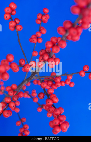 Winterberry Früchte (Ilex Verticillata). Stockfoto