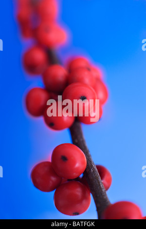 Winterberry Früchte (Ilex Verticillata). Stockfoto