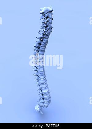 Menschliche Wirbelsäule, Computer-Grafik. Stockfoto