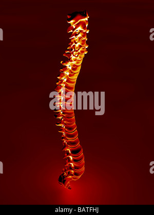 Menschliche Wirbelsäule, Computer-Grafik. Stockfoto