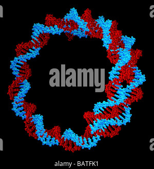 Kreisförmige DNA (Desoxyribonukleinsäure) Molekül, Computer-Grafik. Kreisförmige DNA hat keine enden, sondern besteht aus einer Ringstruktur. Stockfoto