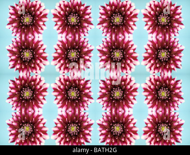 Dahlia Blumen, abstraktes Bild. Stockfoto