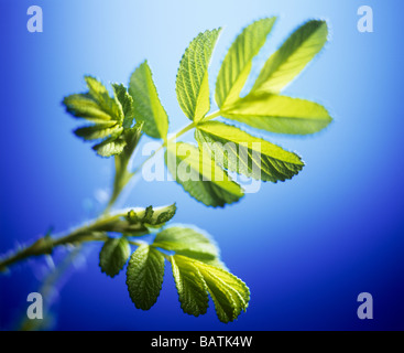 Junge stieg Blätter (Rosa sp.). Stockfoto