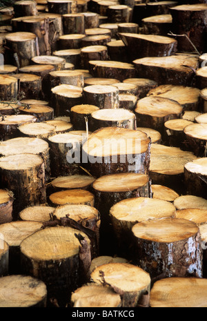 Protokolle. Geschlagenem Holz aus einem Coniferplantation. Fotografiert in Perthshire, Schottland. Stockfoto