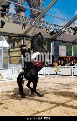 Spanische Dressur in Albert Square Manchester UK Stockfoto