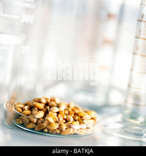 Lebensmittelforschung. Weizenkörner (Triticumsp.) in einer Petrischale mit anderen Laborgeräten. Weizen enthält Gluten. Stockfoto