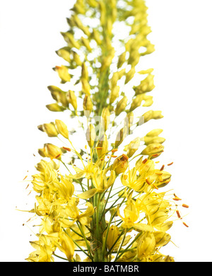 Fuchsschwanz Lily (Eremurus Bungei) Spitze mit Blumen. Stockfoto