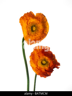 Mohn (Papaver SP.) Blume. Stockfoto