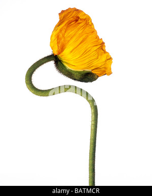 Mohn (Papaver SP.) Blume. Stockfoto