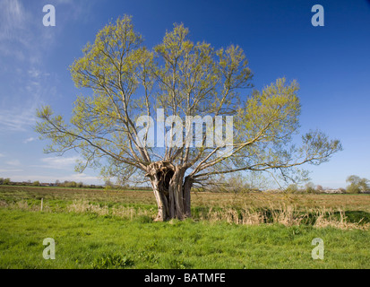 Willow Pollard auf den Somerset Niveaus im Frühling Stockfoto