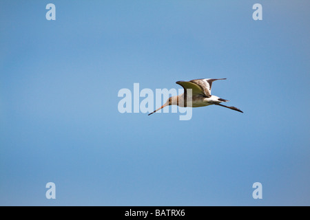 Uferschnepfe im Flug Stockfoto