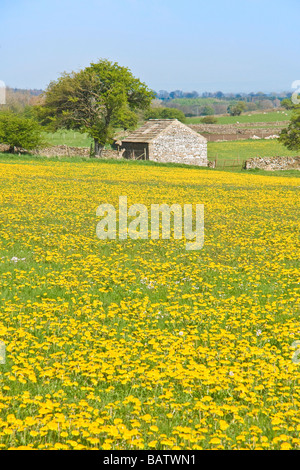 Eine Masse von Löwenzahn in einem Feld in der Nähe von Leyburn, Yorkshire Stockfoto