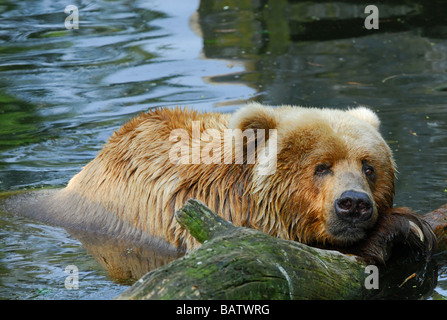 Nahaufnahme eines großen Kodiak Bären schwimmen Stockfoto