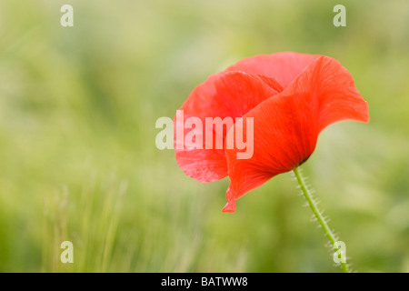 Klatschmohn (Papaver Rhoeas), Nahaufnahme Stockfoto