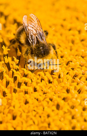 Hummel (Bombus Fervidus) auf Sonnenblume, Nahaufnahme Stockfoto